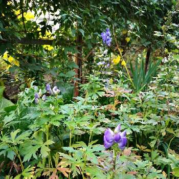 多肉植物,一輪車ガーデン***,オンボロ一輪車(๑˃̵ᴗ˂̵),ポイポイ一輪車の画像