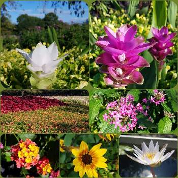 なばなの里 コスモスの投稿画像一覧 Greensnap グリーンスナップ