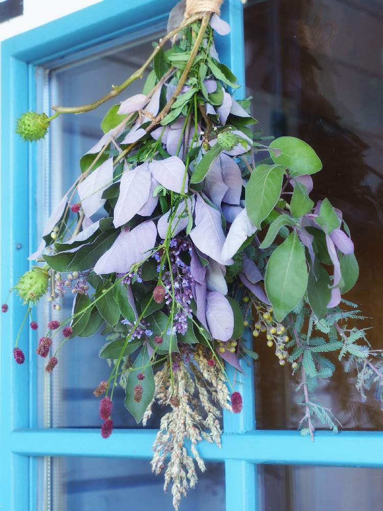 ワレモコウの投稿画像 By みらのさん ミツバハマゴウ プルプレアとギンヨウアカシアとダチュラ チョウセンアサガオ の実とテラスとみどりのある暮らしと最前線のあなたへと田舎暮らしとgsで心の花束を贈り合おうとちいさな幸せ とスワッグとナチュラルガーデンと 最