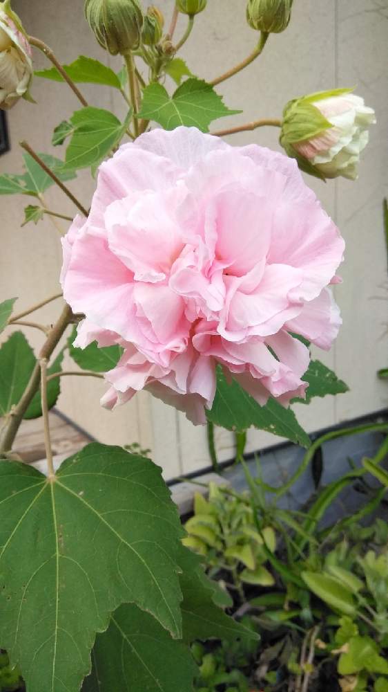 フヨウの投稿画像 By 私の花ビラさん 月10月12日 Greensnap グリーンスナップ フヨウの投稿画像 By 私の花ビラさん 月10月12日 Greensnap グリーンスナップ