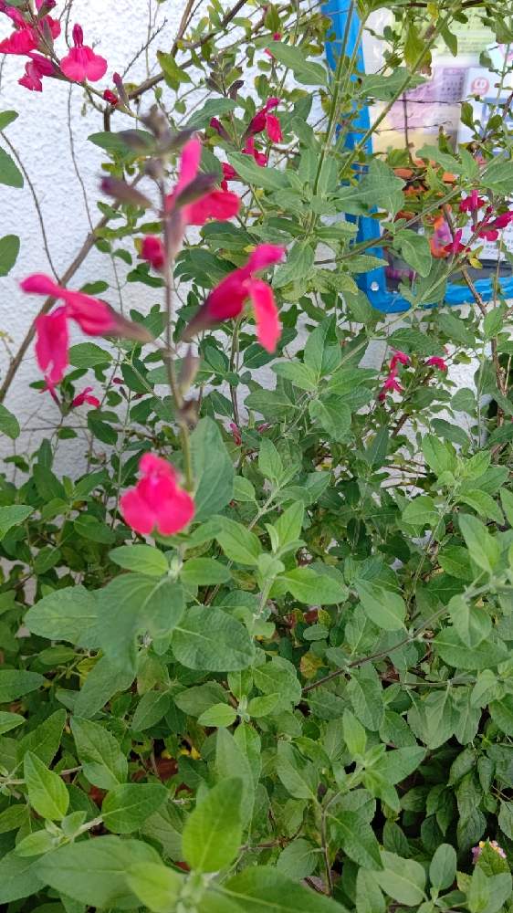 みいちゃさんの投稿画像 月10月12日 Greensnap グリーンスナップ