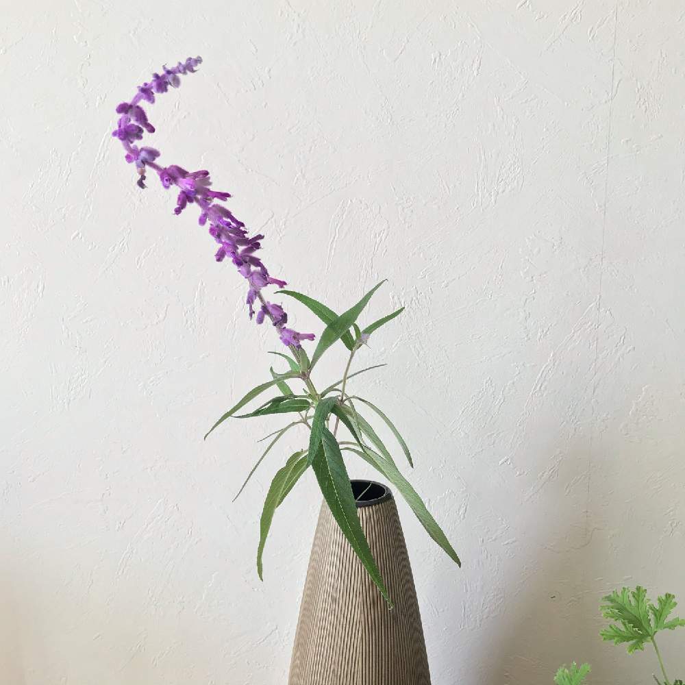 切り花の投稿画像 By さんぽさん ほったらかしと花のある暮らしとムラサキの花とアメジストセージとサルビア レウカンサとインテリアと切り花とほったらかしと花のある暮らしとムラサキの花 月10月12日 Greensnap グリーンスナップ Greensnap グリーン