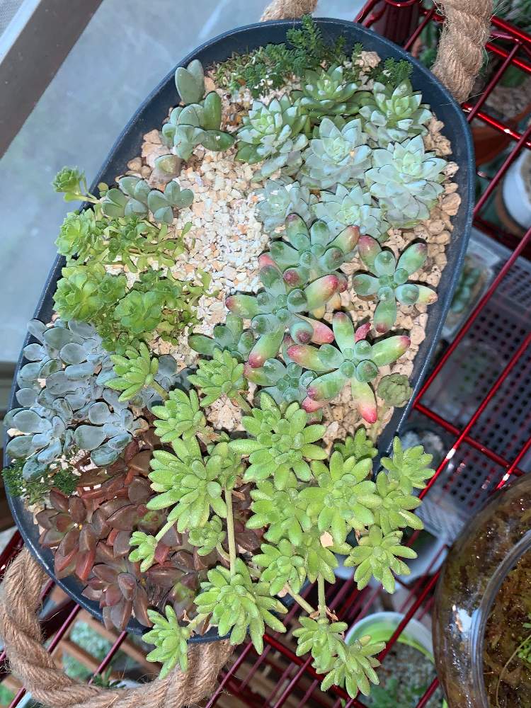 サクサグラレ モスグリーンの投稿画像 By ちきさん サクサグラレ モスグリーンとセダム属と多肉植物とアブラムシと打倒アブラムシ と寄せ植えと挿し木とおうち園芸と相談と多肉寄せ植え 月10月12日 Greensnap グリーンスナップ