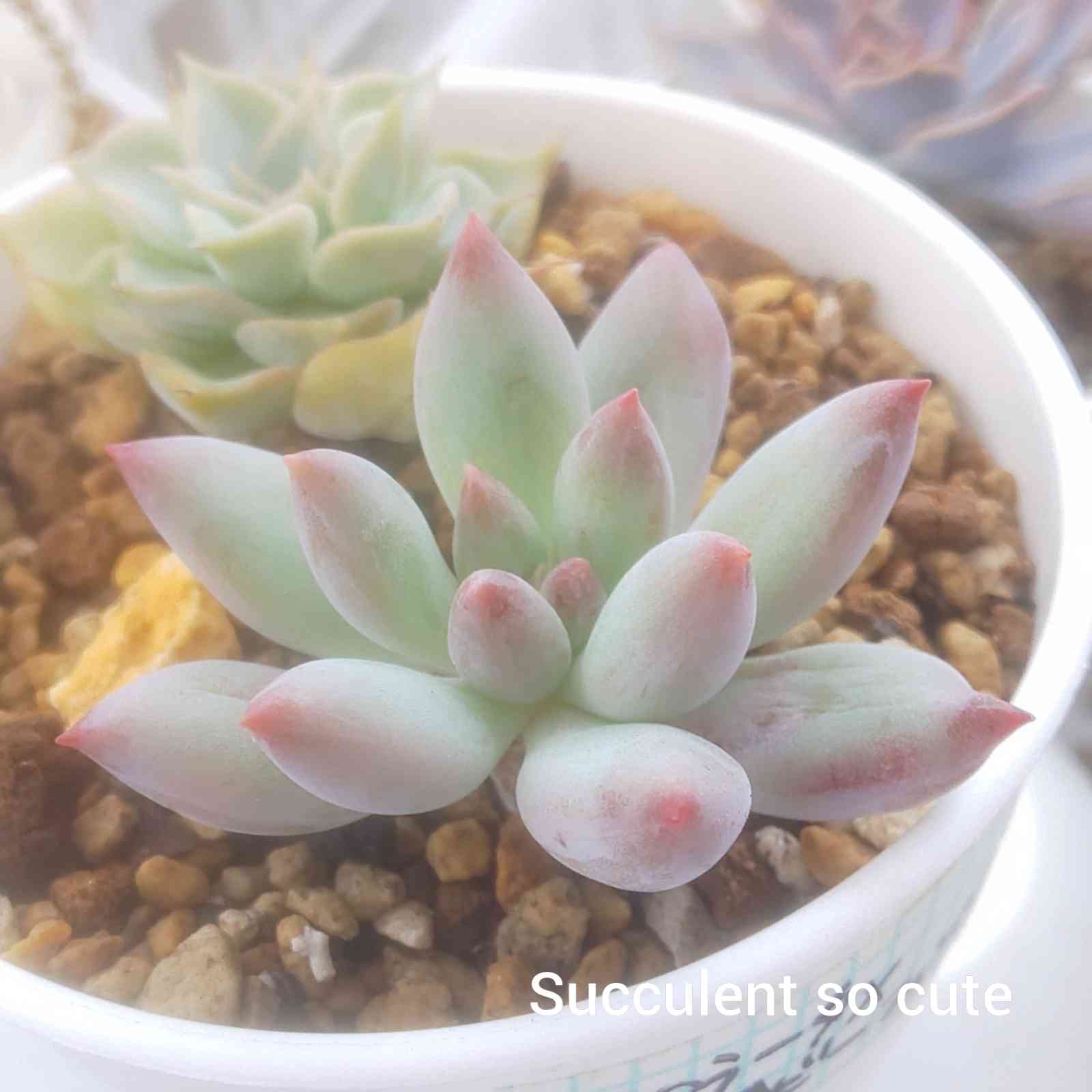 cute ♥️ コロラータ×ベビーフィンガーの一覧｜🍀GreenSnap（グリーン