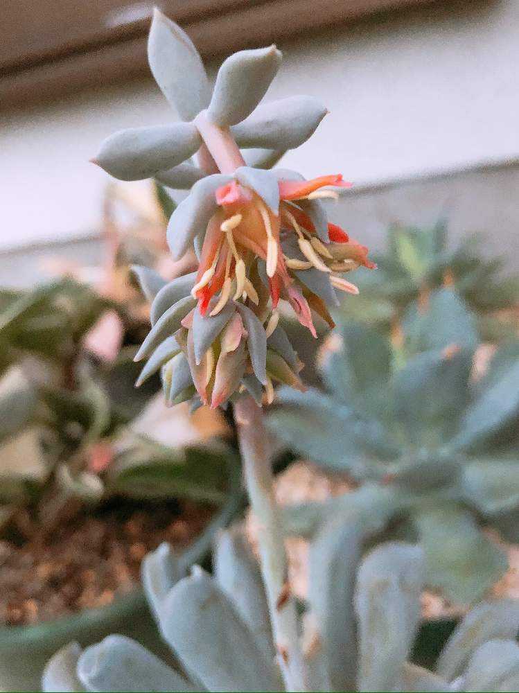 トップシータービー成長記録｜🍀GreenSnap（グリーンスナップ）