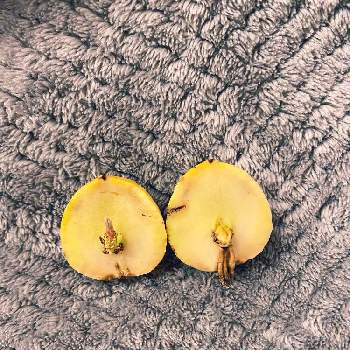 悲しい出来事の投稿画像一覧 Greensnap グリーンスナップ 悲しい出来事の投稿画像一覧 Greensnap グリーンスナップ