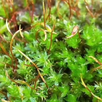 不明の苔の投稿画像一覧 Greensnap グリーンスナップ