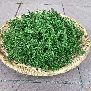 しその実の投稿画像一覧 Greensnap グリーンスナップ