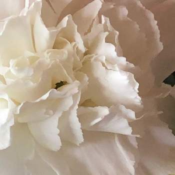 カーネーションの花の投稿画像一覧 Greensnap グリーンスナップ