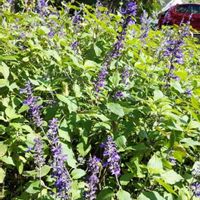 ブルーサルビアの画像