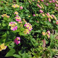 ランタナの画像