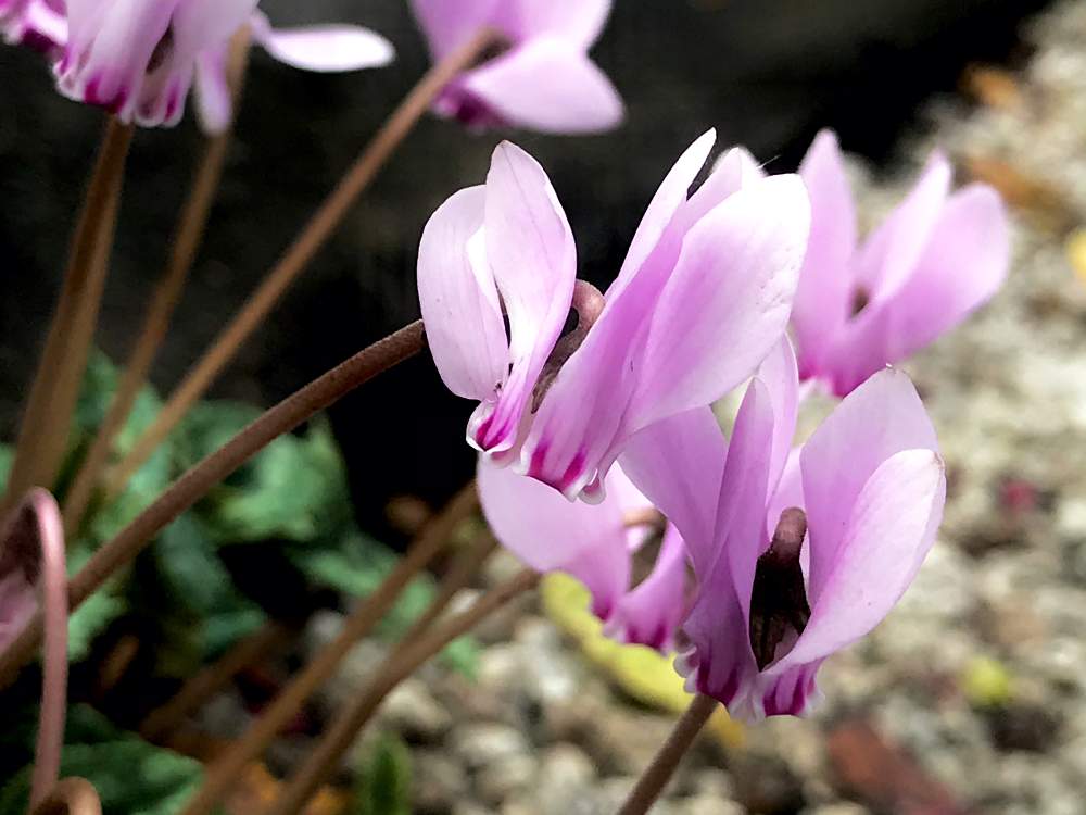 ガーデンシクラメンの投稿画像 By ぽんさん 月10月12日 Greensnap グリーンスナップ