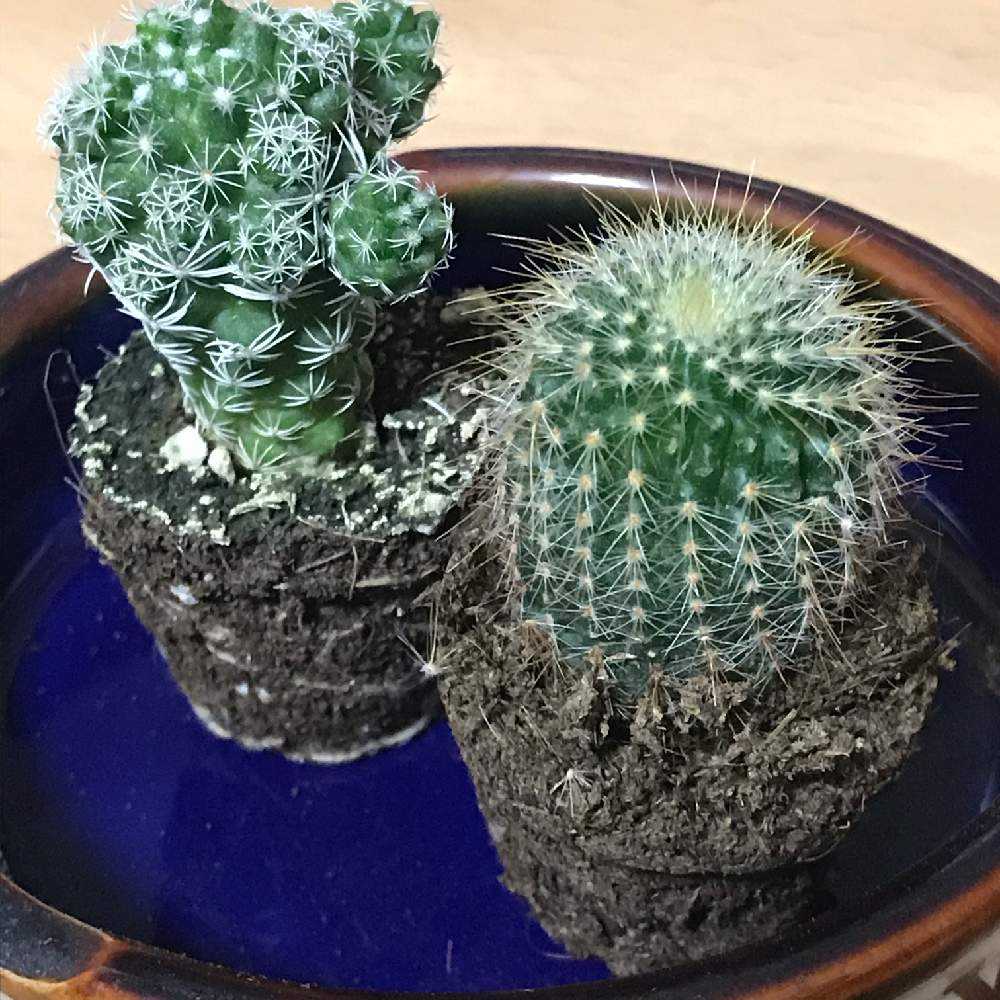 サボテンさんの水耕栽培に挑戦 Greensnap グリーンスナップ