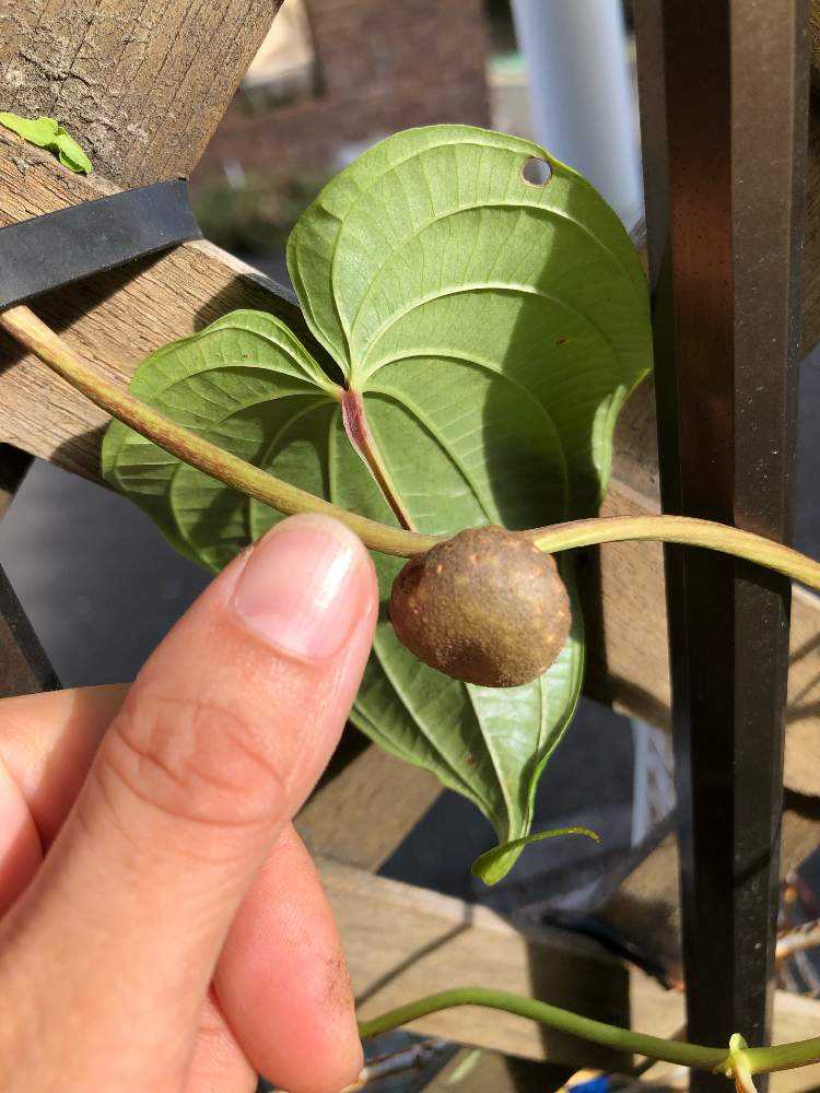 ディオスコレア ブルビフェラ 宇宙芋 エアポテト Greensnap グリーンスナップ