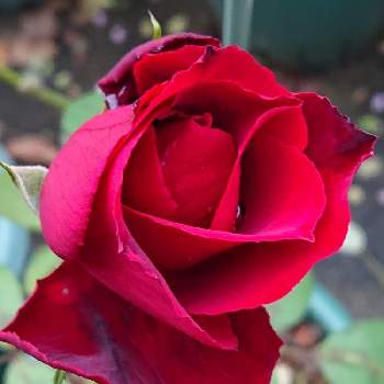 ベルサイユのバラの画像 by 山ちゃんさん | バラとベルサイユのバラと鉢植えと花のある暮らしと我が家のバラと昨日のバラと微香