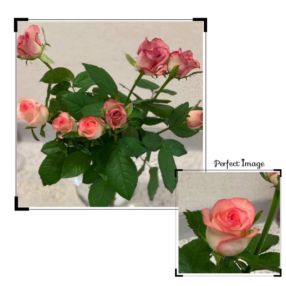 ジュミリアの投稿画像 By えりー さん 薔薇ハロウィンとバラ ジュミリアと花のある暮らしと薔薇 と切り花とハロウィン薔薇と幸せな時間 月10月13日 Greensnap グリーンスナップ