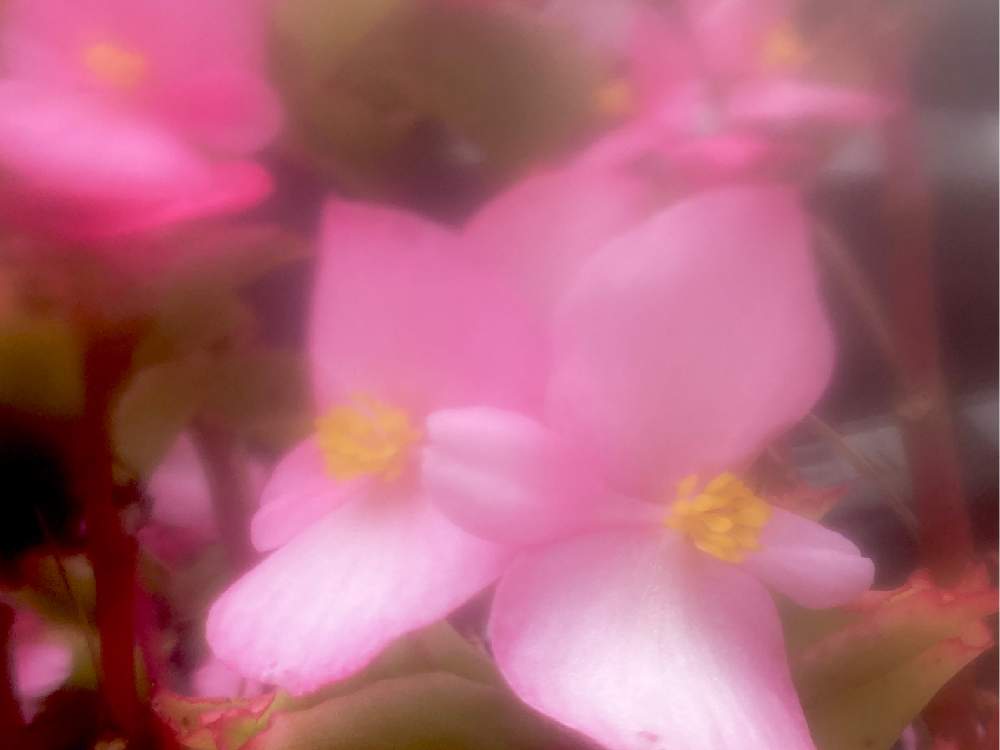 サツマイモの日の投稿画像 By ヒーちゃんさん ピンクの花と下野草 シモツケソウと誕生花と花言葉と引越しの日とベゴニア と今日はなんの日 月10月13日 Greensnap グリーンスナップ
