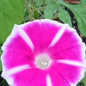 曜白朝顔の投稿画像一覧 Greensnap グリーンスナップ