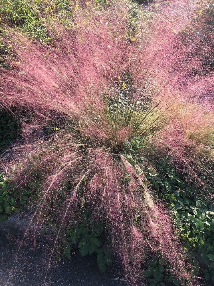 ミューレンベルギア カピラリスの投稿画像 By Chunzoさん 月10月13日 Greensnap グリーンスナップ