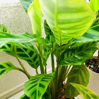 カラテア・セブリナの画像 by ussiさん | 部屋とカラテア・セブリナと観葉植物とわが家の観葉植物❢とおうち園芸とカラテア属と観葉植物のある暮らしとインテリアグリーン