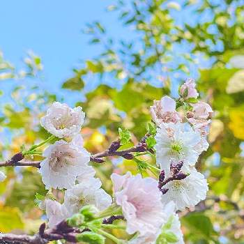 十月桜（ジュウガツザクラ）の画像 by ジェンティルローズさん | 十月桜（ジュウガツザクラ）