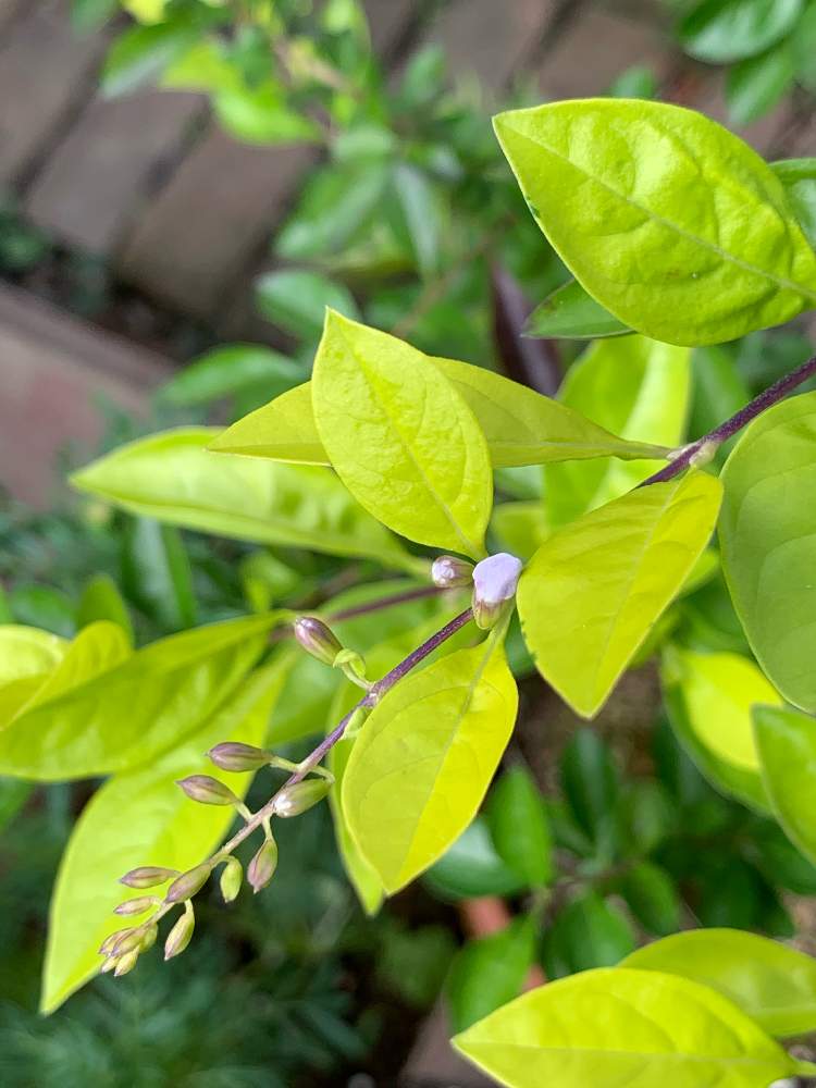 デュランタライムの投稿画像 By ネリネさん 花のある暮らしと気になるとおうち園芸とデュランタライムの花 月10月13日 Greensnap グリーンスナップ