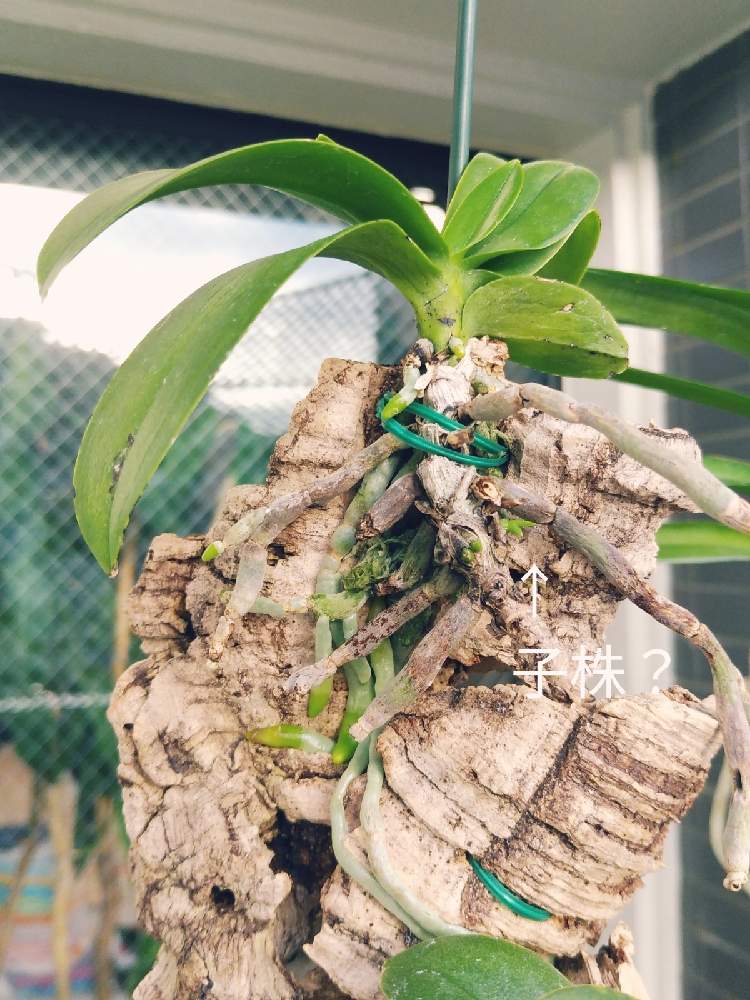 ミニ胡蝶蘭の投稿画像 By 春雨さん 着生ランとおうち園芸とお世話頑張ると洋ランと花のある暮らし 月10月13日 Greensnap グリーンスナップ