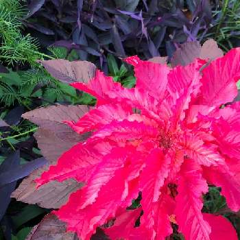 派手な葉の投稿画像一覧 Greensnap グリーンスナップ