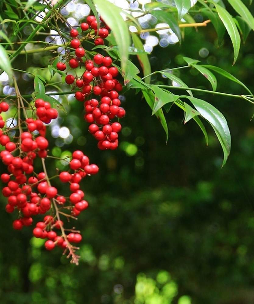 ナンテンの投稿画像 By 春蘭さん 庭木と赤い実と花のある暮らしと今日のお花 月10月13日 Greensnap グリーンスナップ