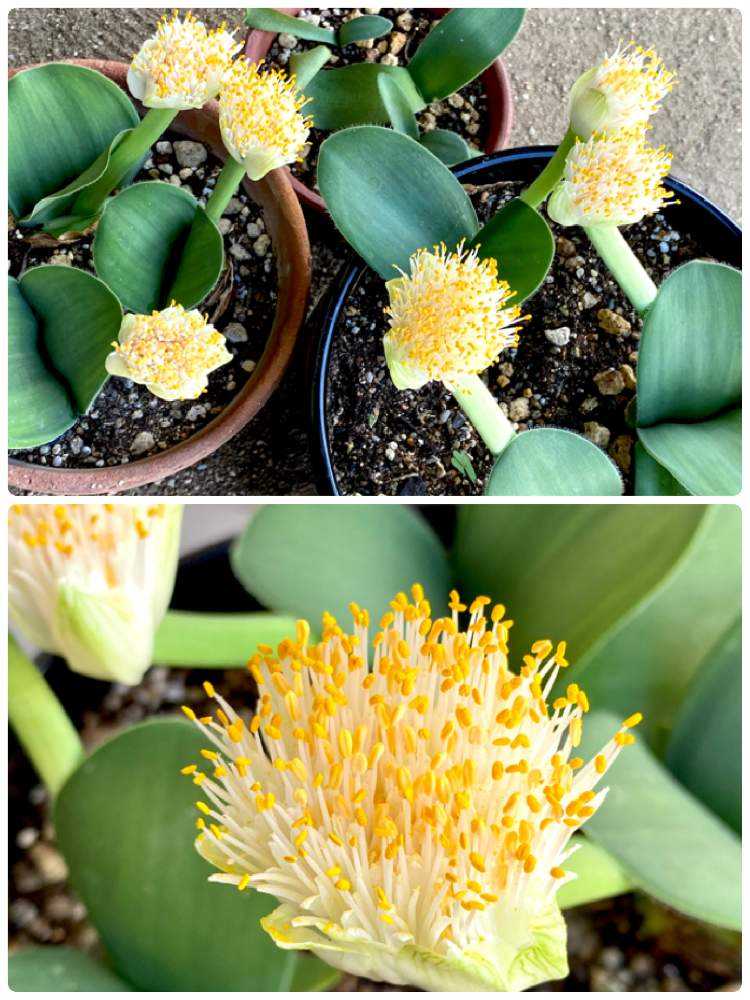 マユハケオモトの植え替え＆初めての株分け｜🍀GreenSnap