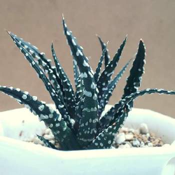 冬の星座ドーナツの投稿画像一覧 Greensnap グリーンスナップ