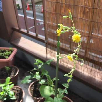 サニーレタスの花の投稿画像一覧 Greensnap グリーンスナップ