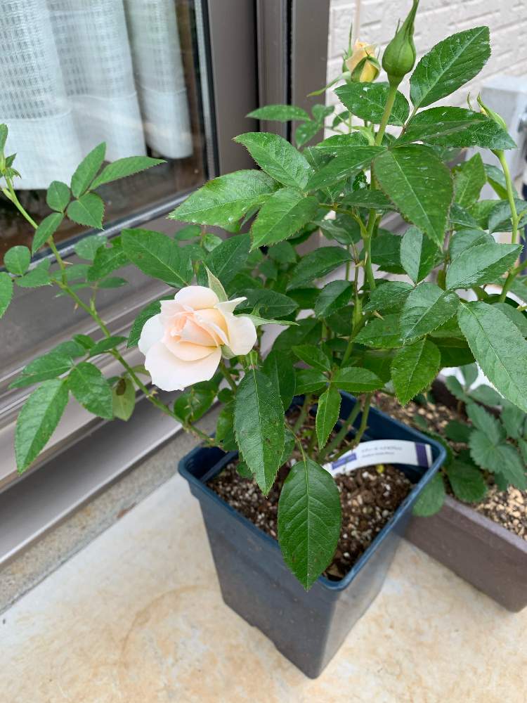 ナディーヌ エクセラリッシの投稿画像 By Dediさん 成長記録とバラ 鉢植えと木立性とナディーヌエクセラリッシ 月10月13日 Greensnap グリーンスナップ