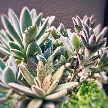 兎シリーズの投稿画像一覧 Greensnap グリーンスナップ