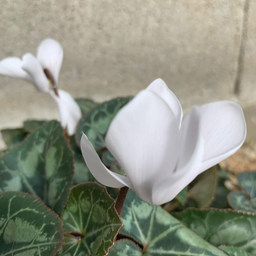 シクラメンの投稿画像 By Miyabiさん 生活に花をと植物のある暮らしと庭作りと花のある暮らしと新しいおうち 月10月13日 Greensnap グリーンスナップ