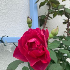 手作りの庭,バラ鉢植え,フロントガーデン,バラを楽しむ,バラのある暮らしの画像