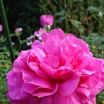 イブピアッチエ・の画像 by 山ちゃんさん | バラとイブピアッチエ・と強香と今日のバラと鉢植えと花のある暮らしと我が家のバラ
