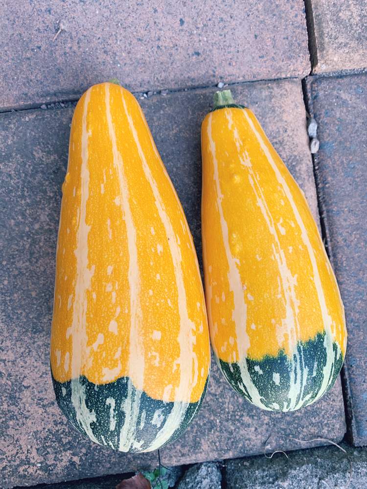 かぼちゃの投稿画像 By ヤスさん おもちゃカボチャとマイ コレクションと収穫物と種からとおうち園芸と飾りかぼちゃと小さな楽しみとこうなりました とびっくりと植物貧乏 月10月13日 Greensnap グリーンスナップ