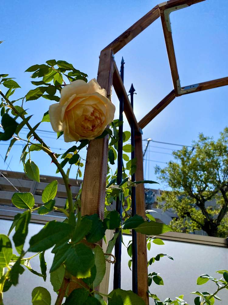 バラアーチ作成 Greensnap グリーンスナップ