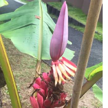 日立神峰公園の投稿画像一覧 Greensnap グリーンスナップ