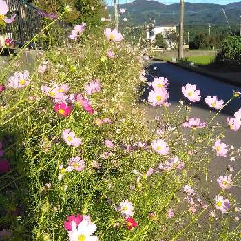 コスモス・秋桜♪の画像 by かこちゃんさん | お出かけ先とコスモス・秋桜♪と素敵なお花と秋ですね♪と家の近くでと可愛いお花と赤いお花とお花大好きとピンクのお花と素敵ですねと花のある暮らしと富士山麓と好きなお花