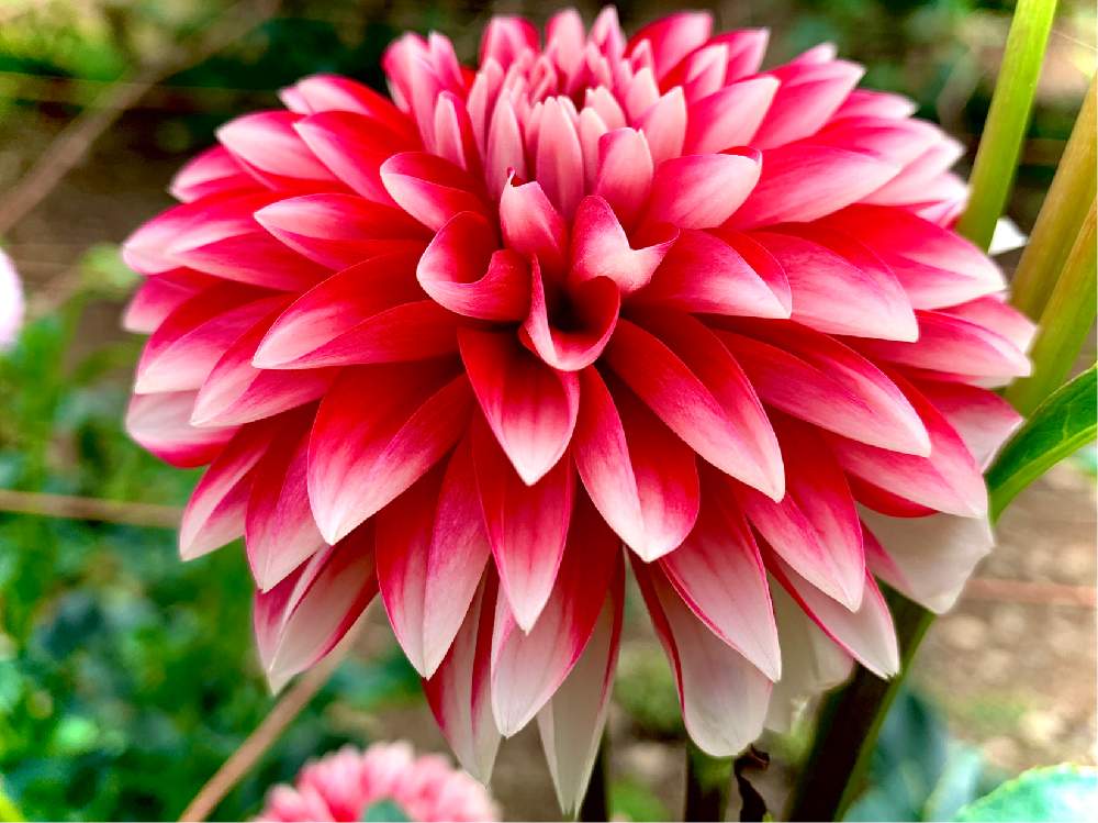 ダリア 縁結びの投稿画像 By Orikaさん ダリアと癒しと縁結び 月10月13日 Greensnap グリーンスナップ