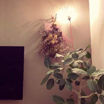 お家でグリーン楽しむの画像 by ボーダーさん | インテリアと観葉植物のある暮らしとインテリアとお花とお家でグリーン楽しむとぼんやりタイム
