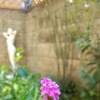 バーベナリギダの投稿画像一覧 Greensnap グリーンスナップ