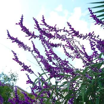 アメリカンブッシュセージの投稿画像一覧 Greensnap グリーンスナップ