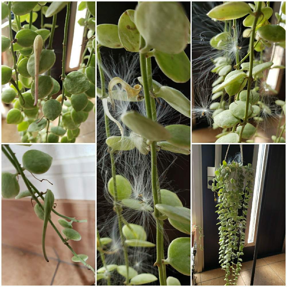 ディスキディア ヌンムラリア バリエガータの投稿画像 By Naruさん 観葉植物とメルカリと斑いりとおうち園芸 月10月13日 Greensnap グリーンスナップ