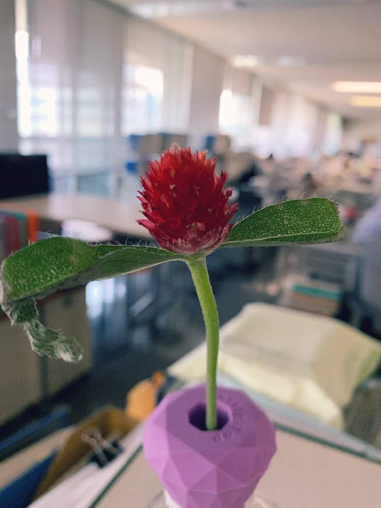 ストロベリーフィールドの投稿画像 By うめさん 一人一花とフラワークと 一人一花 花の日チーム フラワークと花の日チーム 月10月13日 Greensnap グリーンスナップ