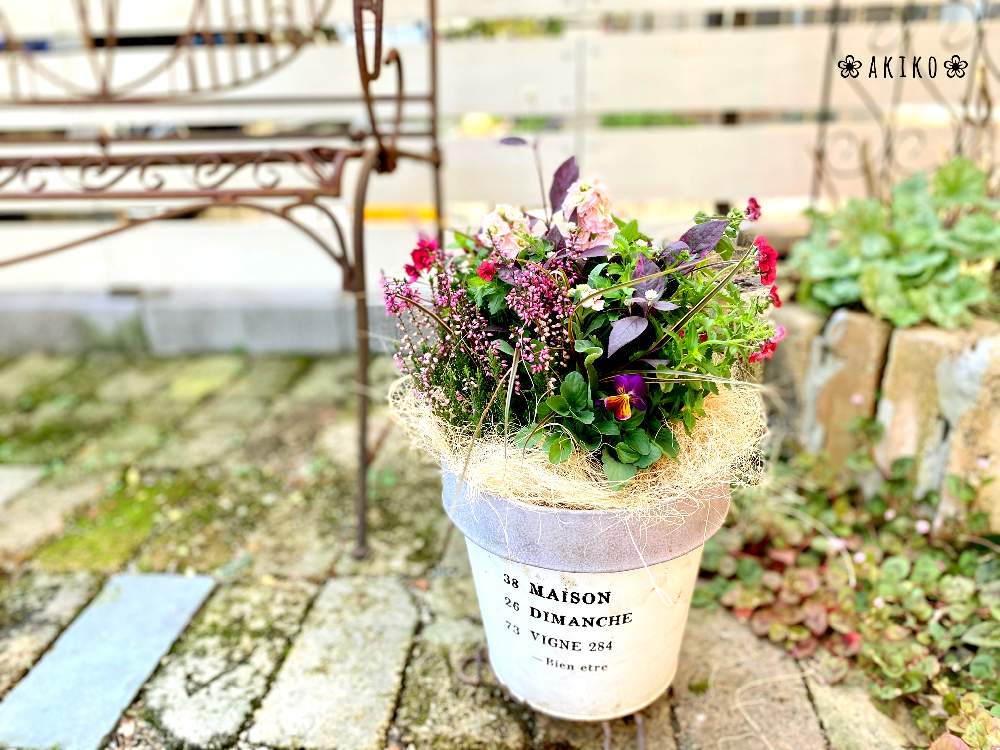 秋の寄せ植えの投稿画像 By Akiko さん お花寄せ植えと寄せ植えとお花の寄せ植えと花のある暮らしと秋に咲かせた花 園芸ガイドと花の 寄せ植えとネメシアメロウ チェリーソルベと小さな庭とお花寄せ植えと寄せ植えとお花の寄せ植えと花のある暮らしと秋に咲かせた花