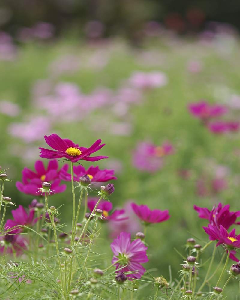 コスモスの投稿画像 By よしさん 一眼レフとマクロ撮影と馬見丘陵公園とpentaxと望遠レンズと単焦点レンズ 月10月13日 Greensnap グリーンスナップ