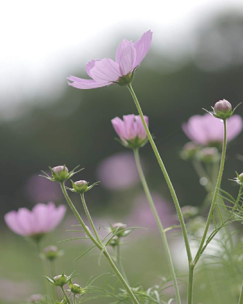 コスモスの投稿画像 By よしさん 一眼レフとマクロ撮影と馬見丘陵公園とpentaxと望遠レンズと単焦点レンズ 月10月13日 Greensnap グリーンスナップ